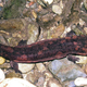 Chinese giant salamander.
